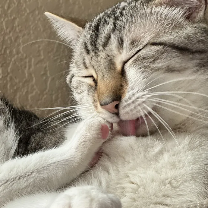 Purr And Play Co photo 3