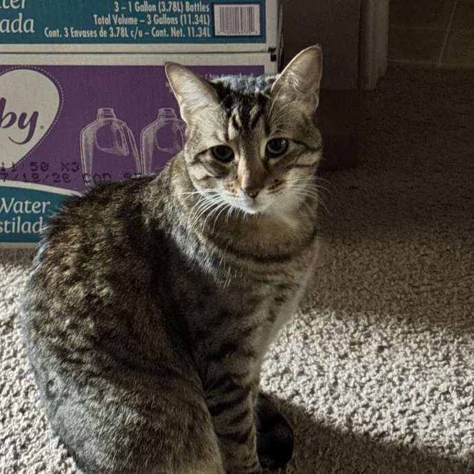 Purr And Play Co photo 2