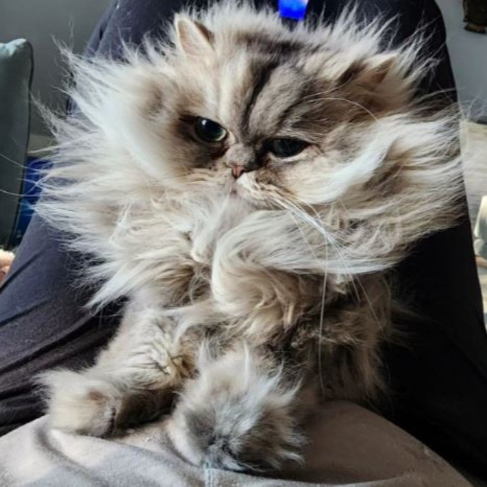 Meowmy Furrever 1St Time Client Coupons Available