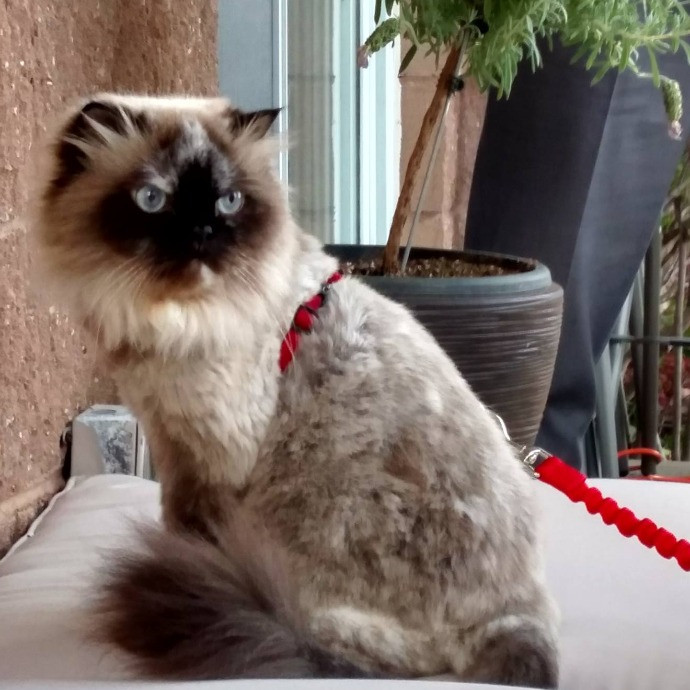 Meowmy Furrever 1St Time Client Coupons Available