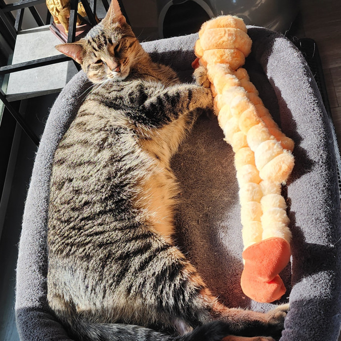 Meowmy Furrever 1St Time Client Coupons Available