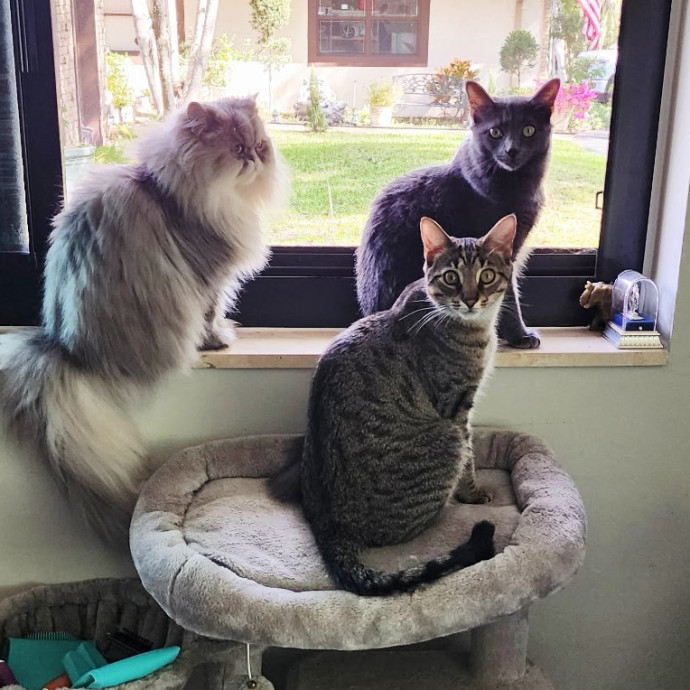 Meowmy Furrever 1St Time Client Coupons Available photo 3