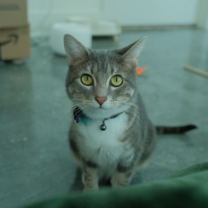 A Patient And Caring Cat Lover