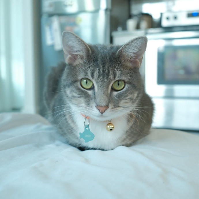 A Patient And Caring Cat Lover photo 3