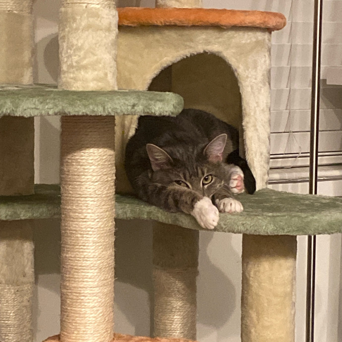 A Patient And Caring Cat Lover photo 2