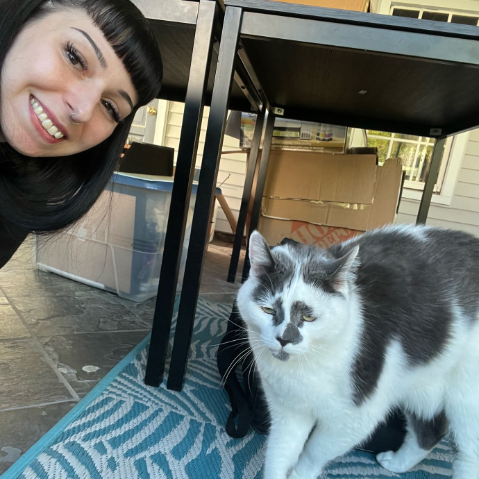 Cat Behaviorist Cat Sitter Cat Addict