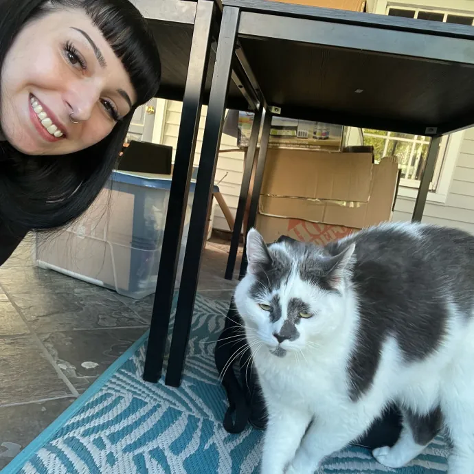 Cat Behaviorist Cat Sitter Cat Addict
