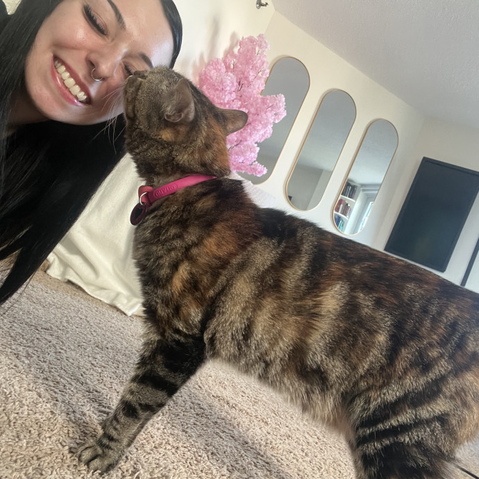 Cat Behaviorist Cat Sitter Cat Addict