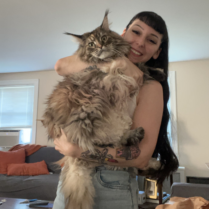 Cat Behaviorist Cat Sitter Cat Addict