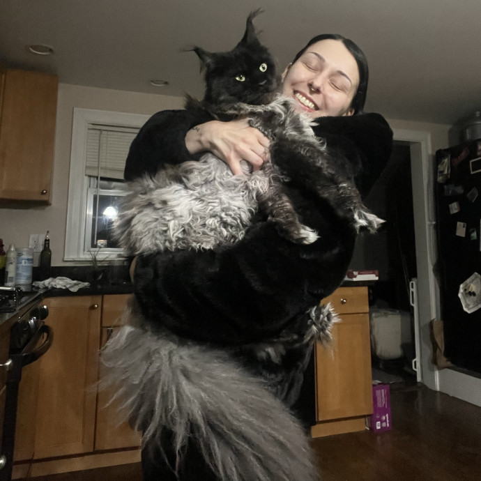 Cat Behaviorist Cat Sitter Cat Addict