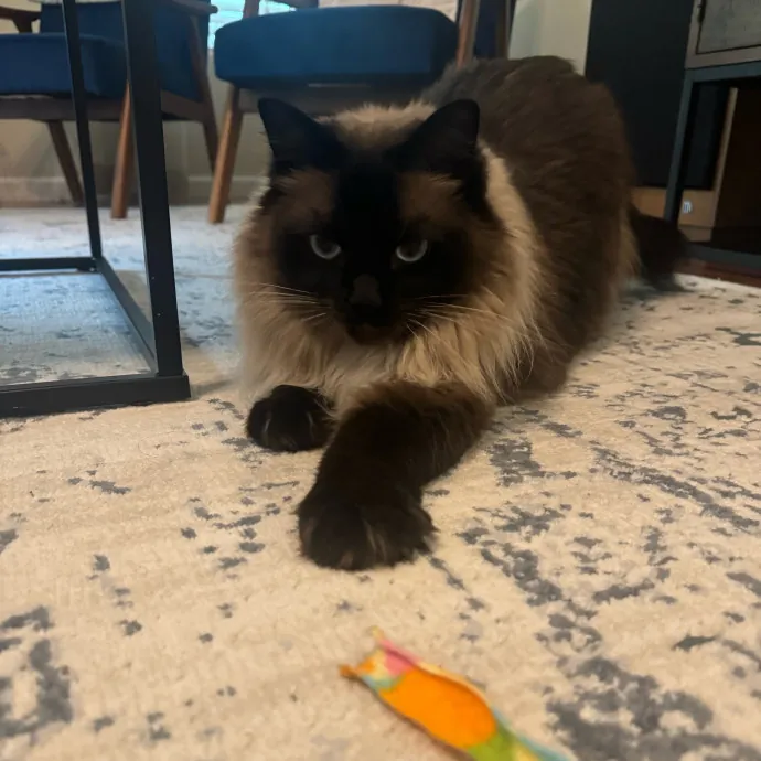 Sarah's Sensational Sitting Services