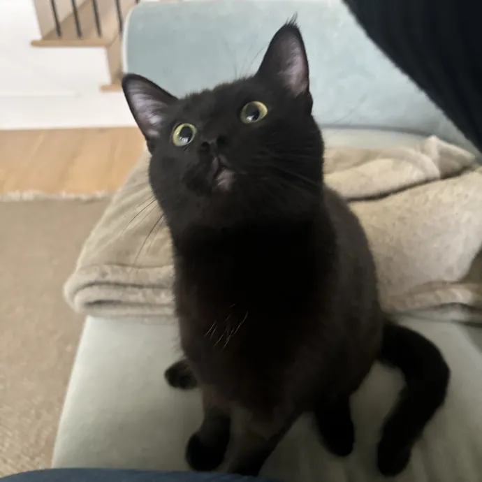 Sarah's Sensational Sitting Services
