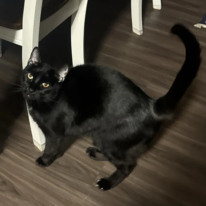 Sarah's Sensational Sitting Services
