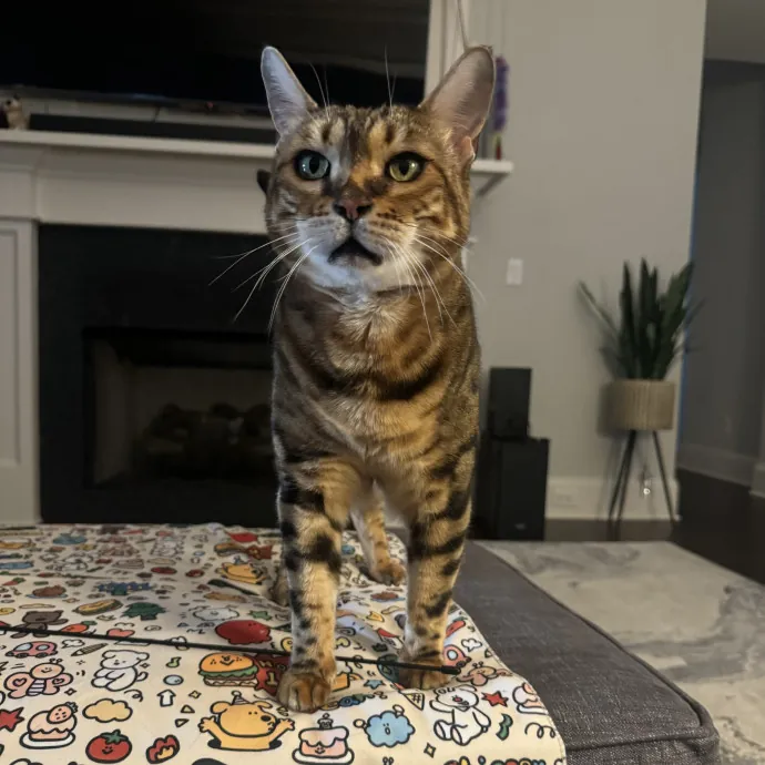 Sarah's Sensational Sitting Services