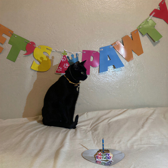 Cat Sitting In Monterey
