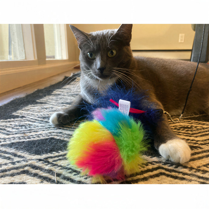 Cat Sitting In Monterey