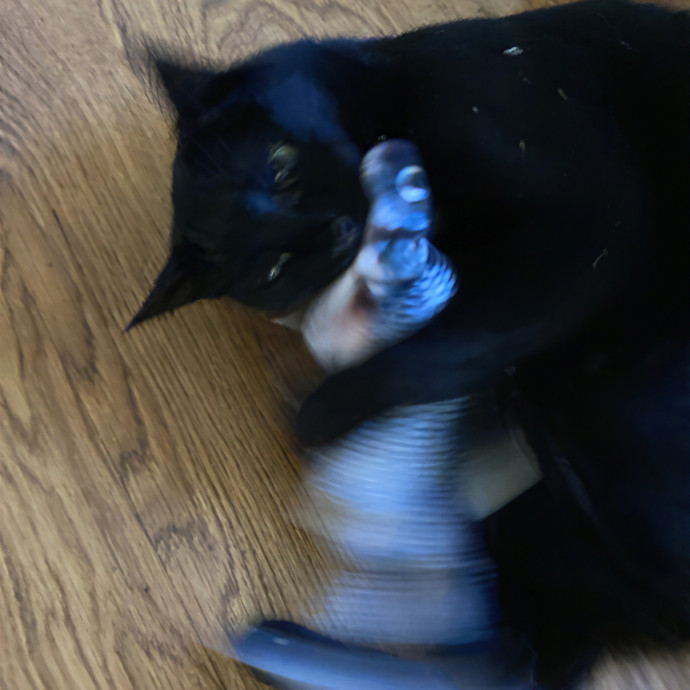 Cat Sitting In Monterey