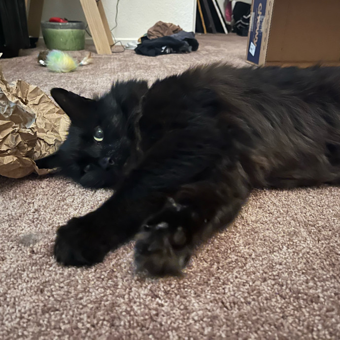 Cat Sitting In Monterey photo 3
