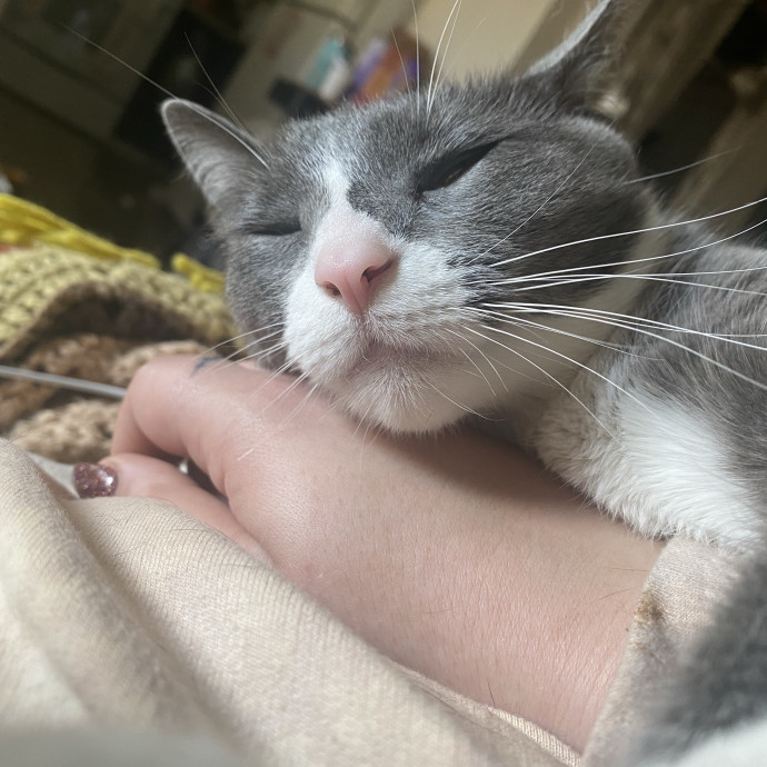 Experienced Cat Sitter Burien  W Sea