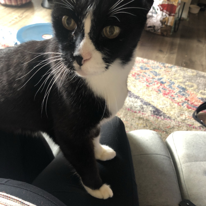 Experienced Cat Sitter Burien  W Sea photo 2