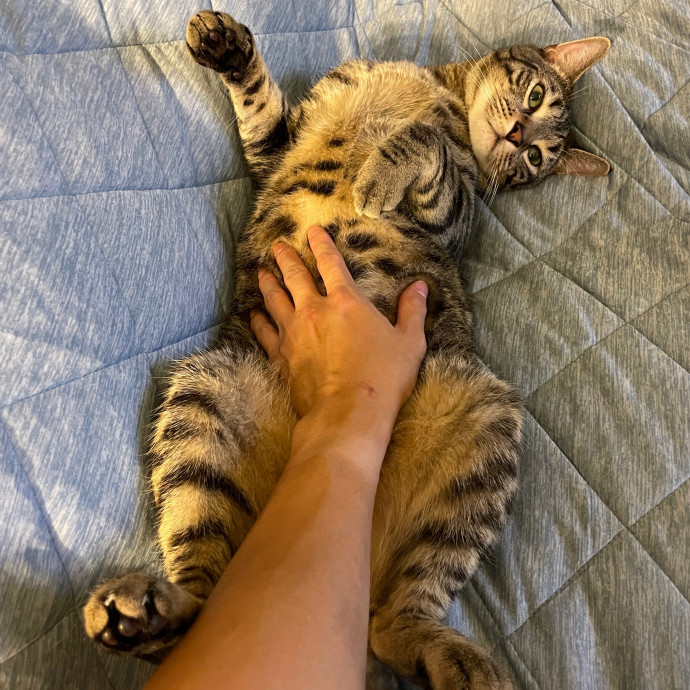 Shawn's Sunny Cat Sitting In Scottsdale