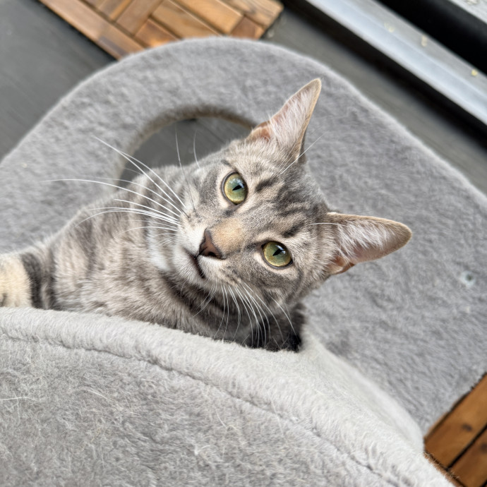 Loving Care For Your Cats