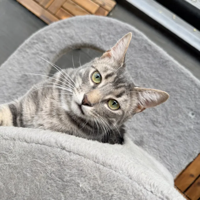 Loving Care For Your Cats