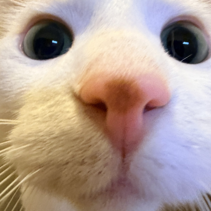 Loving Care For Your Cats