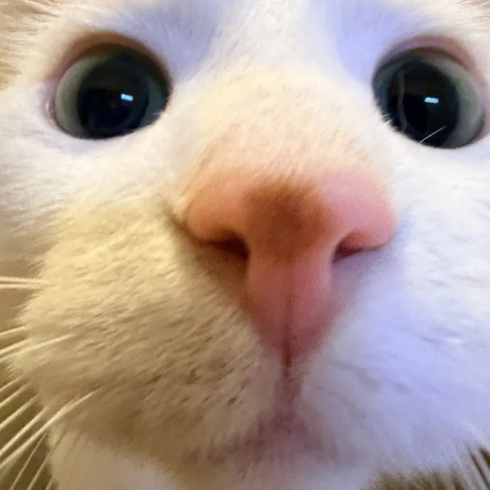 Loving Care For Your Cats