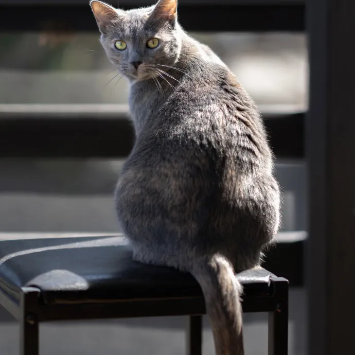 Loving Care For Your Cats