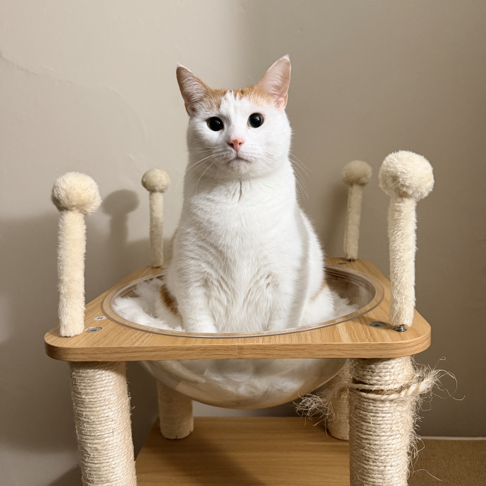 Loving Care For Your Cats