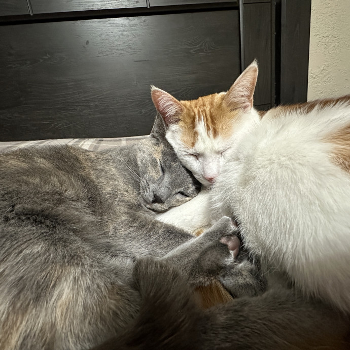 Loving Care For Your Cats photo 3