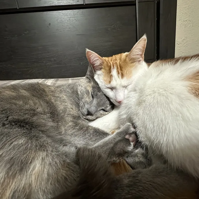 Loving Care For Your Cats photo 3