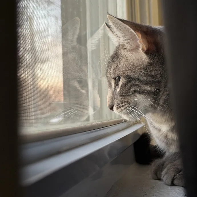 Loving Care For Your Cats photo 2