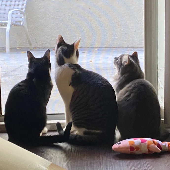 Bridget The Cat Lady