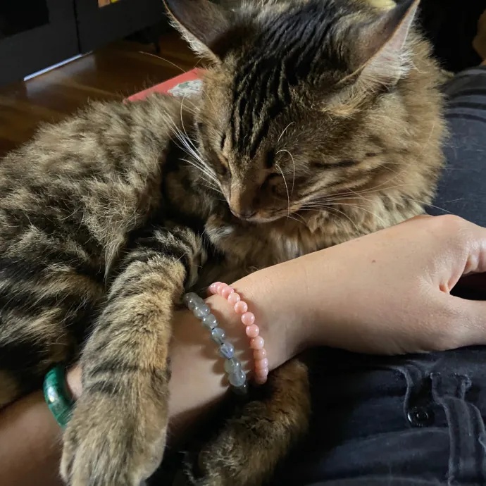 Bridget The Cat Lady