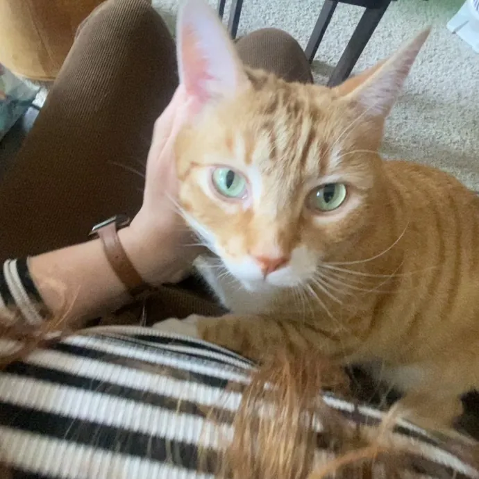 Bridget The Cat Lady
