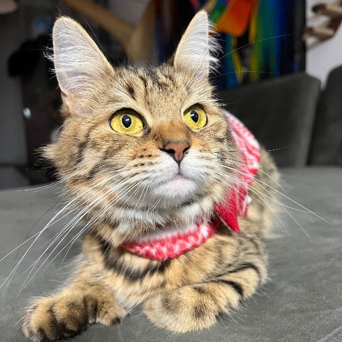 Happy Whiskers Pet Sitting