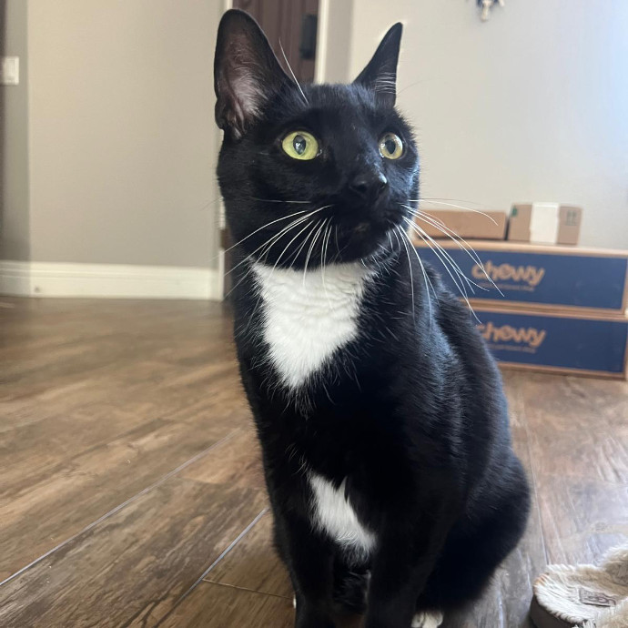 Happy Whiskers Pet Sitting