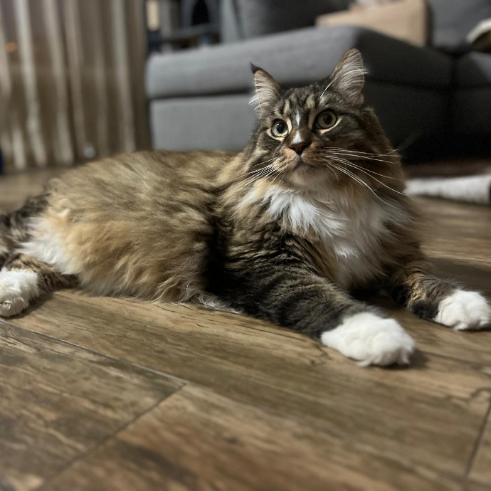 Happy Whiskers Pet Sitting photo 3