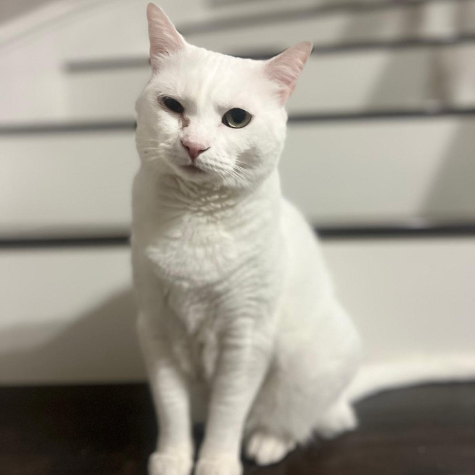 Happy Whiskers Pet Sitting photo 2