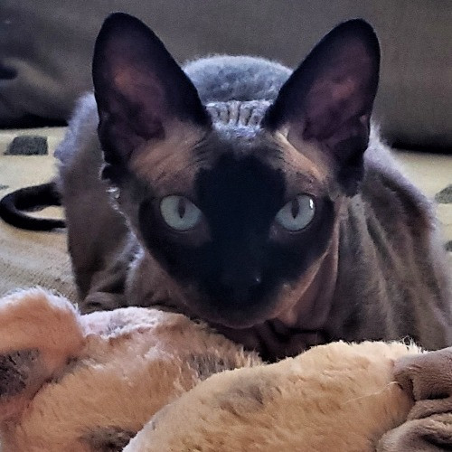 Blue Ribbon Cat Sitter Of Queen City