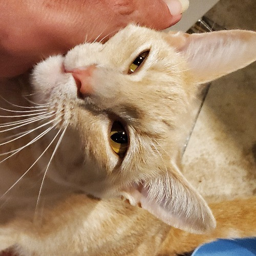 Blue Ribbon Cat Sitter Of Queen City
