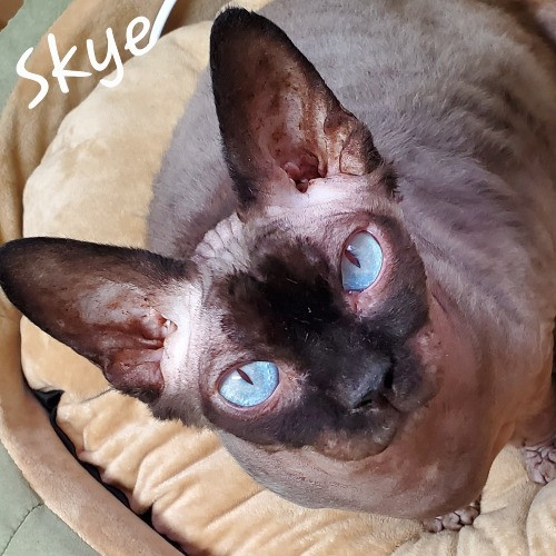 Blue Ribbon Cat Sitter Of Queen City