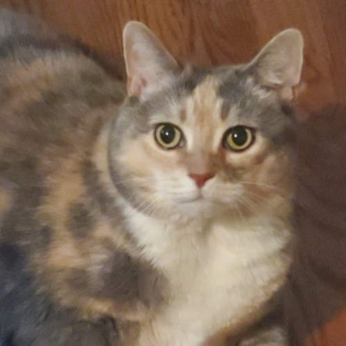 Blue Ribbon Cat Sitter Of Queen City