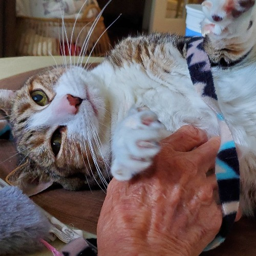 Blue Ribbon Cat Sitter Of Queen City