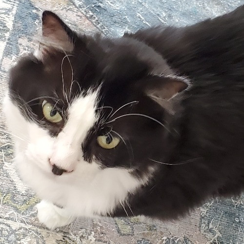 Blue Ribbon Cat Sitter Of Queen City