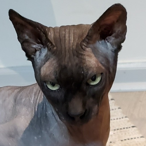Blue Ribbon Cat Sitter Of Queen City