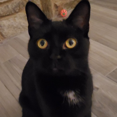 Blue Ribbon Cat Sitter Of Queen City