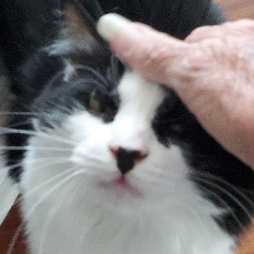 Blue Ribbon Cat Sitter Of Queen City